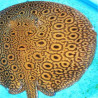 Potamotrygon Hybride high quality 10-12 cm mâle